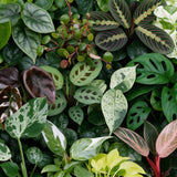 Box surprise baby plantes tropicales - lot de 12 mini plantes avec cache-pots Linnea miel