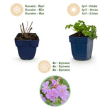 Géranium vivace Czakor - H 15-25 cm, pot Ø11 cm