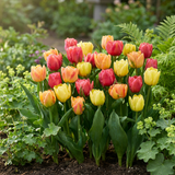 Tulipe en mélange Symbiosa