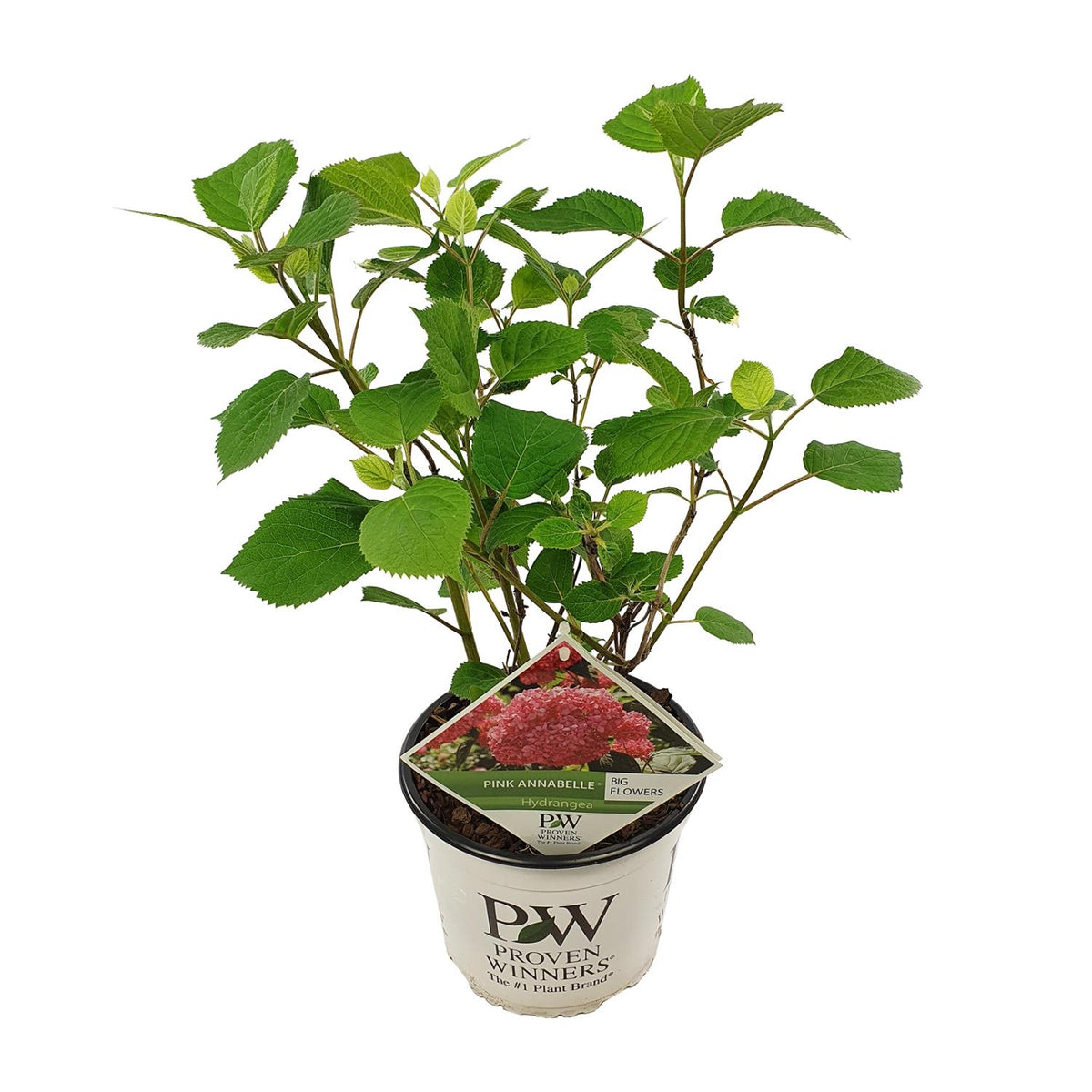 Hortensia arborescens Pink Annabelle - Hydrangea arborescens - H 30 cm, pot Ø19 cm