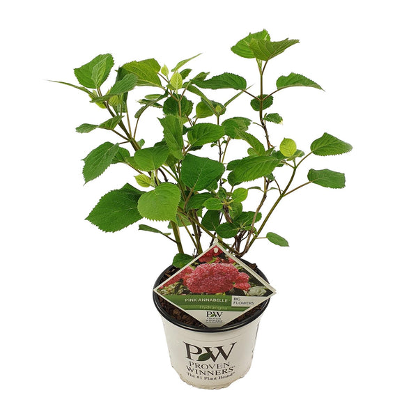 Hortensia arborescens Pink Annabelle - Hydrangea arborescens