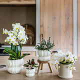 Orchidée Phalaenopsis blanche Botanic Nazaré avec cache-pot Melody crème - H 30 cm, pot Ø9 cm