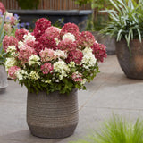 Hortensia paniculé Groundbreaker Ruby - H 20-25 cm, pot Ø14 cm - photo 4