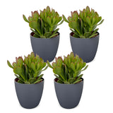 Arbre de jade avec cache-pots gris - Crassula ovata - H 16 cm, pot Ø12 cm - photo 2