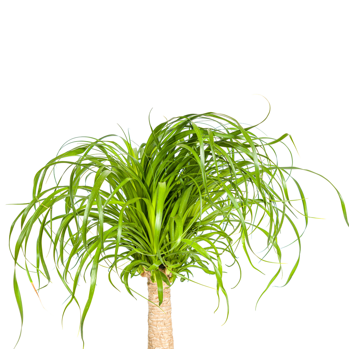 Beaucarnea Recurvata Stamm mit Korb Ø21cm - ↕60 - 80cm