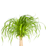 Beaucarnea Recurvata Stamm mit Korb Ø21cm - ↕60 - 80cm