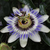 Passiflore bleue - Passiflora caerulea - H 65 cm, pot Ø15 cm