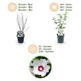 Green boutiQ - Gartenpflanze - Hibiscus syriacus Red Heart - Gartenhibiskus - Winterhart - Weiß - Rot - 3 Pflanzen - Topf 17cm - Höhe 45cm