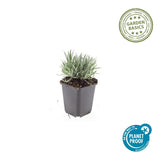 Lavandin Edelweiss en godet - Lavandula x intermedia - H 10-25 cm, pot Ø9 cm - photo 2