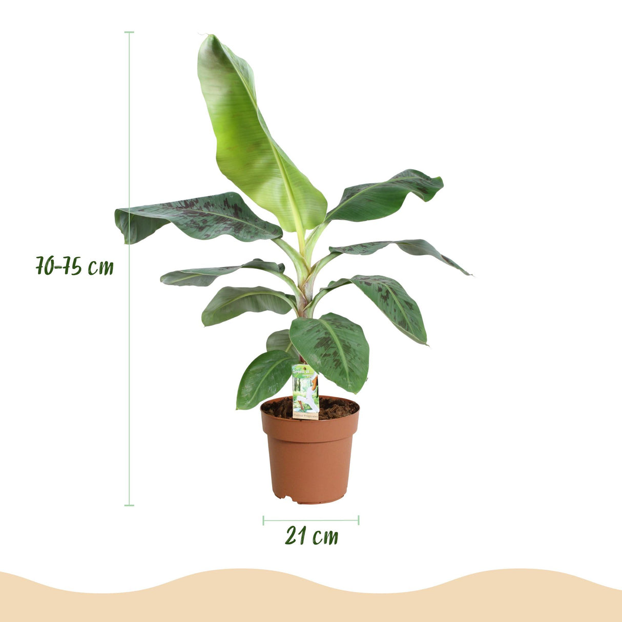 Green BoutiQ - Zimmerpflanzen - Musa acuminata Dwarf Cavendish - Bananenpflanze - Pflegeleicht - Grün - 1 Pflanze - mit Übertopf Grau - Topf 21cm - Höhe 70-75cm