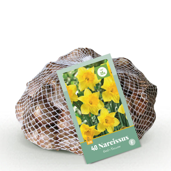 Green boutiQ - Blumenzwiebeln - Narzisse Gelb - Farbe Gelb - 40 Stück - Zwiebelgröße 10/12