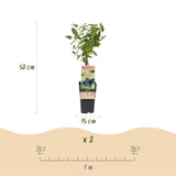 Green boutiQ - Fruitplanten - Honigbeere - Lonicera caerulea Kamtschatika - Blaubeere - 2 Pflanzen - Topf 15cm Höhe 50cm