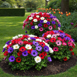 Green boutiQ - Blumenzwiebeln - Anemone de Caen mix - Verschiedene Farben - 30 Stück - Zwiebelgröße 5/6 - XXL Pack