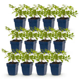 Astilbe Deutschland - H 15-25 cm, pot Ø11 cm