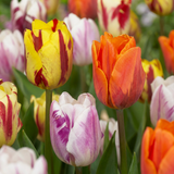 Tulipe en mélange Flaming Beauty
