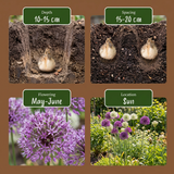 Ail d'ornement en mélange violet et blanc