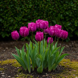 Green boutiQ - Blumenzwiebeln - Tulpe Triumph Purple - Farbe Lila - 15 Stück - Zwiebelgröße 11/12 - XXL Pack