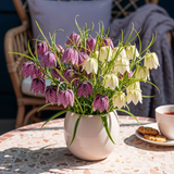 Green boutiQ - Blumenzwiebeln - Fritillaria Meleagris Mix - Farbe Lila und Weiß - 30 Stück - Zwiebelgröße 6/7 - XXL Pack