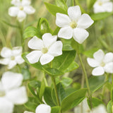 Petite pervenche Alba en godet - Vinca minor - H 10-25 cm, pot Ø9 cm - photo 6