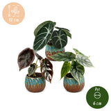 Baby Alocasia Tricolour avec cache-pots cuivre - lot de 3 mini plantes