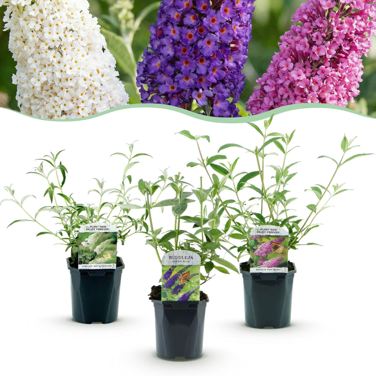Green boutiQ - Gartenpflanze - Buddleja davidii Tricolour - Schmetterlingsstrauch - Winterhart - Blau - Rosa - Weiß - 3 Pflanzen - Topf 17cm - Höhe 45cm