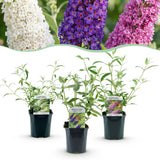 Green boutiQ - Gartenpflanze - Buddleja davidii Tricolour - Schmetterlingsstrauch - Winterhart - Blau - Rosa - Weiß - 3 Pflanzen - Topf 17cm - Höhe 45cm