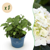Hortensia Endless Summer The Bride - Hydrangea macrophylla - H 20-25 cm, pot Ø14 cm
