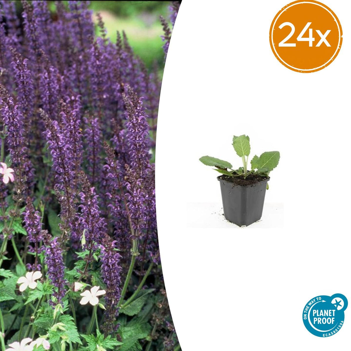 Sauge Mainacht en godet - Salvia x sylvestris - H 10-25 cm, pot Ø9 cm