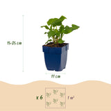 Persicaires en mélange - H 15-25 cm, pot Ø11 cm - photo 3