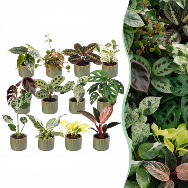 Baby plantes surprise avec cache-pots Linnea vert olive - lot de 3 à 12 mini plantes - pot Ø6 cm - photo 9