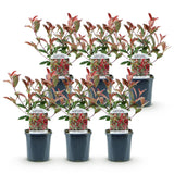 Green boutiQ - Heckenpflanzen - Photinia fraseri Carre Rouge - grün rot - 6 Pflanzen - 1 lfm - immergrün - Topf 17cm Höhe 55cm