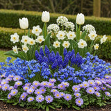 Green boutiQ - Blumenzwiebeln - Bulb Garden Blue mix - Verschiedene Sorten - Farbe Blau - 125 Stück - Geschenkverpackung