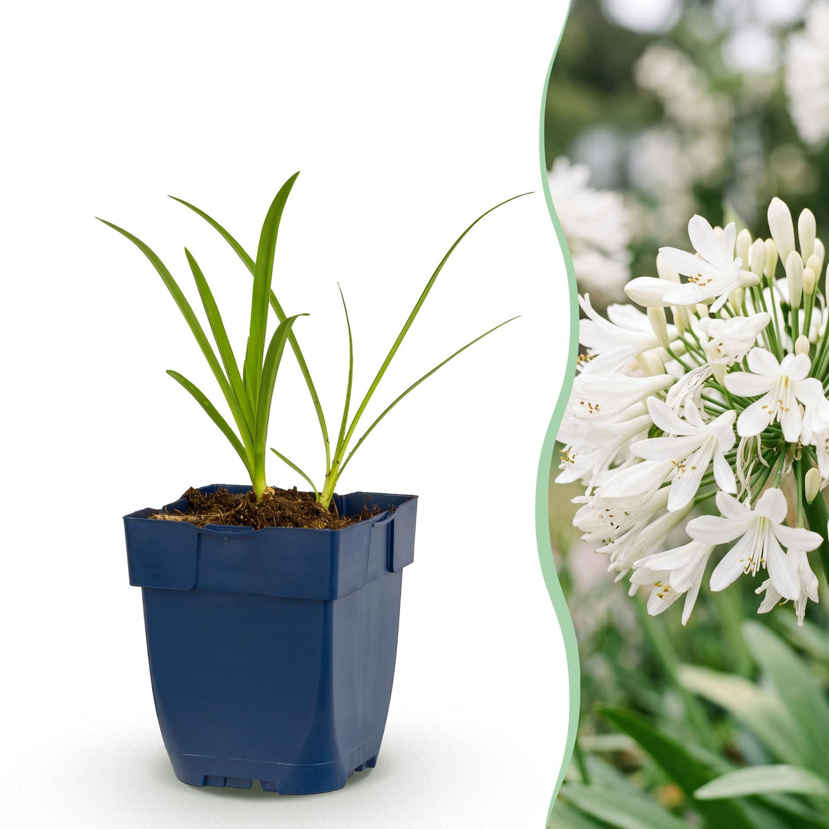 Agapanthe blanche Albus - H 15-25 cm, pot Ø11 cm - photo 14