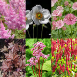 Pack massif d'ombre en mélange - H 15-25 cm, pot Ø11 cm