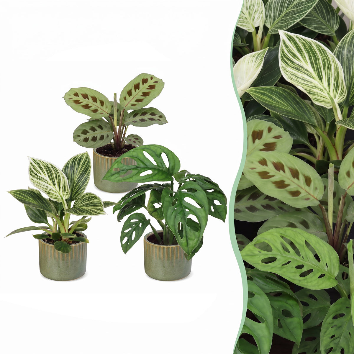 Baby plantes surprise avec cache-pots Linnea vert olive - lot de 3 à 12 mini plantes - pot Ø6 cm - photo 7