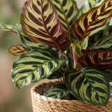 Green boutiQ – Zimmerpflanze – Pfauenpflanze – Calathea Makoyana – Grün – Pflegeleicht – 1 Pflanze – mit Korb – Topf 19cm – Höhe 70cm