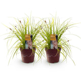 Green boutiQ - Ziergräser - Carex oshimensis Everillo - Gelb - 2 Pflanzen - Immergrün - Wenig Pflege - Topf 17cm Höhe 50cm
