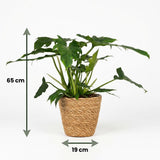 Green boutiQ - Zimmerpflanze - Philodendron - Philodendron Lacerum - Grün - Pflegeleicht - 1 Pflanze - mit Korb - Topf 19cm - Höhe 65cm