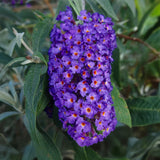 Green boutiQ - Sommerflieder - Buddleja davidii Empire Blue - Blüten Blau - 1 Pflanze - Laubabwerfend - Schmetterlingsanziehend - Topf 17cm Höhe 25cm