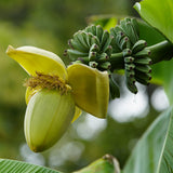 Green boutiQ - Obstpflanze - Bananenpflanze - Musa Basjoo - Winterhart - 2 Pflanzen - Topf 12cm Höhe 30cm