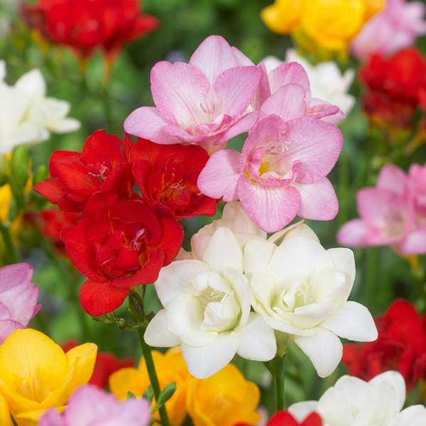 Freesia double parfumé en mélange