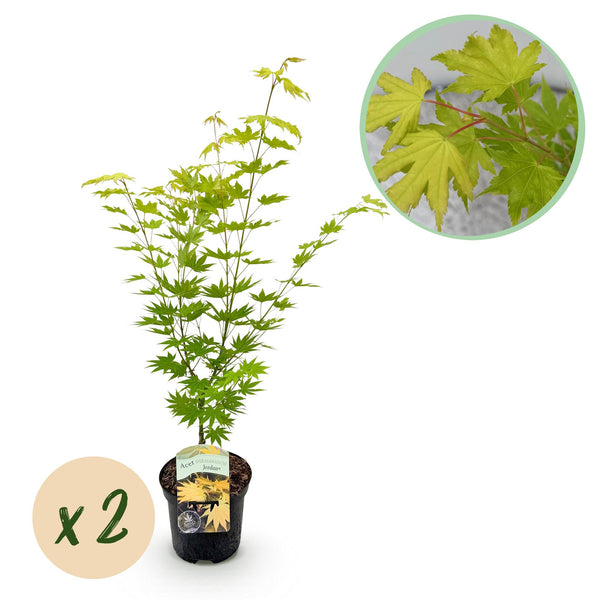 Green boutiQ - Terrassenpflanze - Japanischer Ahorn - Acer palmatum Jordan - Gelb - 2 Pflanzen - Laubabwerfend - Topf 19cm Höhe 70cm