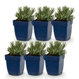Lavande naine Dwarf Blue - Lavandula angustifolia - H 15-25 cm, pot Ø11 cm - photo 2