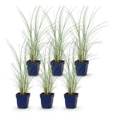 Eulalie Morning Light - Miscanthus sinensis - H 15-25 cm, pot Ø11 cm - photo 2