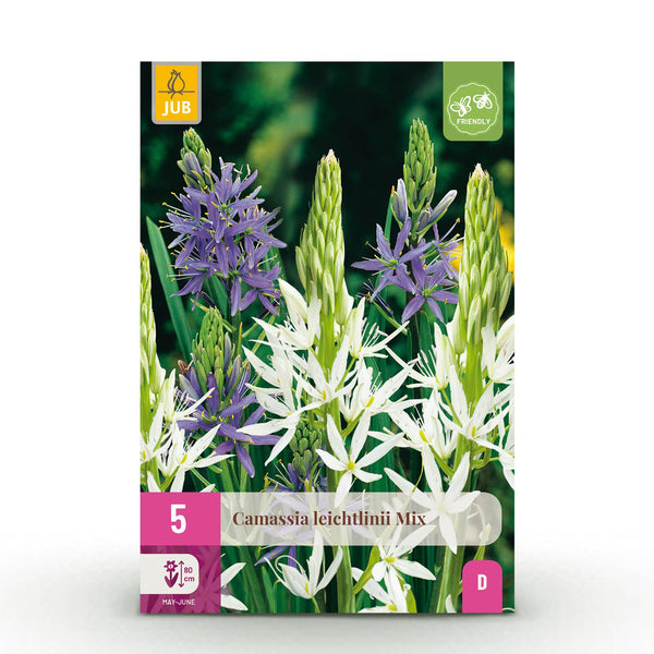 Green boutiQ - Blumenzwiebeln - Camassia Leichtlinii Mix - Farbe Violett und Weiß - 5 Stück - Zwiebelgröße 12/14 - XXL Pack