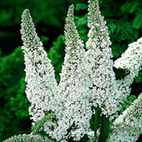 Green boutiQ - Gartenpflanze - Buddleja davidii White Profusion - Schmetterlingsflieder - Winterhart - Weiß - 3 Pflanzen - Topf 17cm - Höhe 45cm