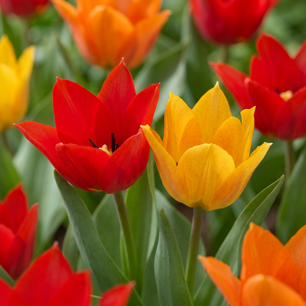 Tulipe botanique praestans en mélange