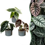 Baby Alocasia Tricolour avec cache-pots Linnea bleu brume - lot de 3 mini plantes