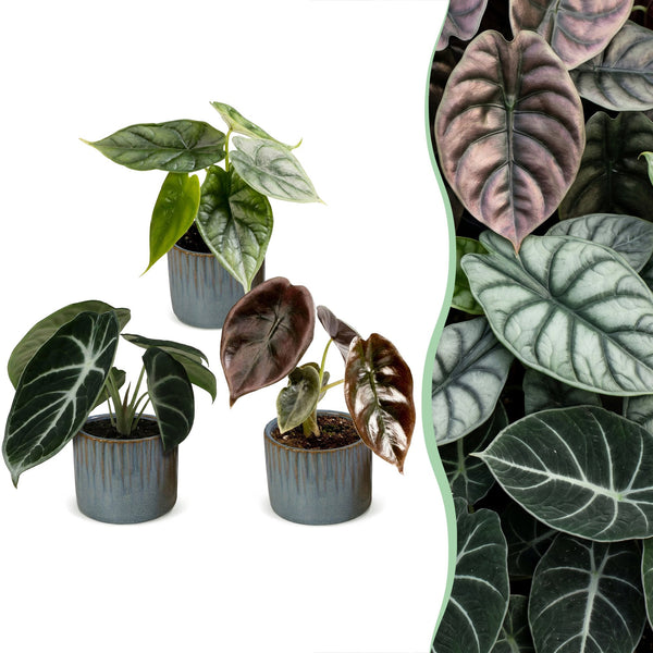 Baby Alocasia Tricolour avec cache-pots Linnea bleu brume - lot de 3 mini plantes