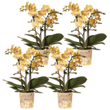 Orchidées Phalaenopsis jaunes Blossom Lima - lot de 4 - pot Ø9 cm